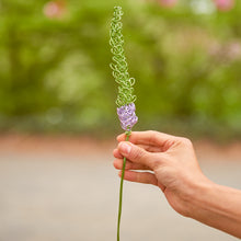 Load image into Gallery viewer, Lavender Veronica - Speedwell &quot;Tubular Flowers&quot; - One Million Roses