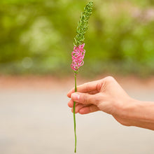 Load image into Gallery viewer, Pink Veronica - Speedwell &quot;Tubular Flowers&quot; - One Million Roses