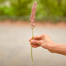 Load image into Gallery viewer, Pink/Mix Veronica - Speedwell &quot;Tubular Flowers&quot; - One Million Roses